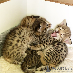 Photo №2 to announcement № 99648 for the sale of savannah cat - buy in Belgium private announcement, from nursery, from the shelter