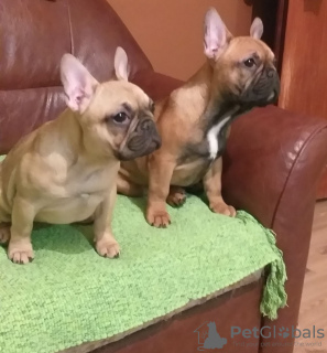 Photo №1. french bulldog - for sale in the city of Smederevo | negotiated | Announcement № 89249