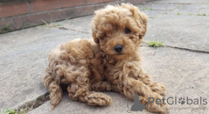 Photo №1. poodle (toy) - for sale in the city of Texas City | 400$ | Announcement № 67910