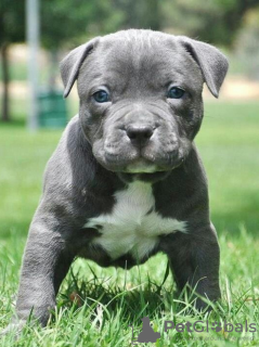 Photo №1. american pit bull terrier - for sale in the city of Copenhague | negotiated | Announcement № 97850