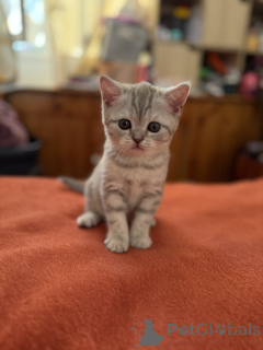 Photo №2 to announcement № 137363 for the sale of british shorthair - buy in France private announcement