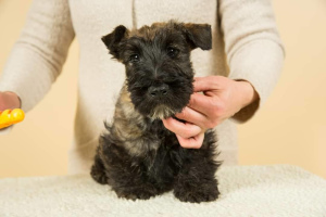 Photo №3. Two wonderful scottish terrier boys. Ukraine