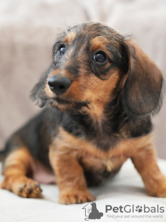 Photo №4. I will sell dachshund in the city of Minsk. from nursery - price - 800$