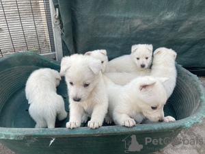 Photo №2 to announcement № 124017 for the sale of non-pedigree dogs - buy in Germany private announcement