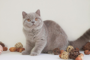 Photo №1. british shorthair - for sale in the city of Kharkov | 1109$ | Announcement № 4910