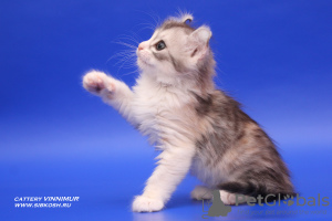Photo №1. american curl - for sale in the city of St. Petersburg | negotiated | Announcement № 7947