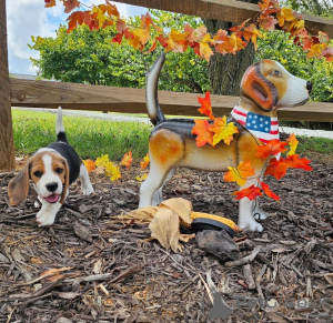 Additional photos: Beagle puppies for adoption