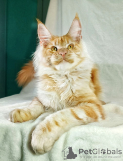 Photo №1. maine coon - for sale in the city of St. Petersburg | 586$ | Announcement № 102214