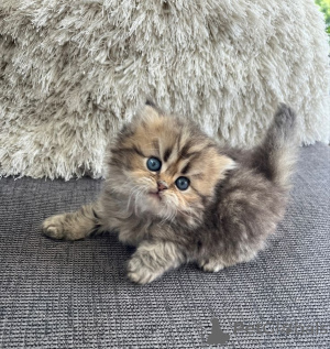 Photo №3. Persian Cat. Germany