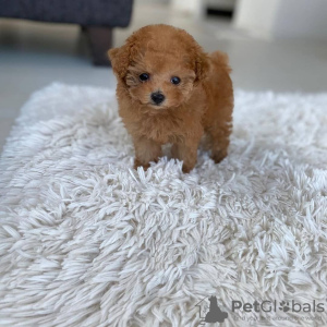 Photo №1. poodle (toy) - for sale in the city of Munich | 700$ | Announcement № 108812