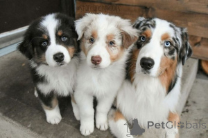 Photo №1. australian shepherd - for sale in the city of Affalterbach | 361$ | Announcement № 171416