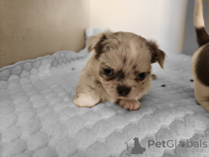 Photo №2 to announcement № 136793 for the sale of  - buy in Israel private announcement