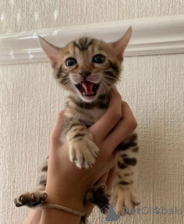 Photo №4. I will sell bengal cat in the city of Almer. private announcement - price - 557$
