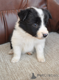 Photo №3. Border Collie puppies for sale. Serbia