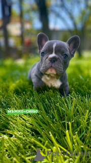 Photo №1. french bulldog - for sale in the city of Лиер | 2430$ | Announcement № 44546