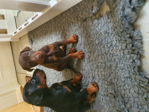 Photo №1. dobermann - for sale in the city of Unna | 539$ | Announcement № 99489