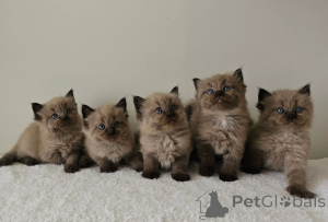 Photo №1. ragdoll - for sale in the city of Alkmar | negotiated | Announcement № 163538