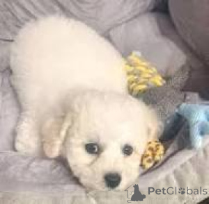 Photo №2 to announcement № 165987 for the sale of bichon frise - buy in Spain private announcement, breeder