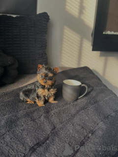 Photo №2 to announcement № 168619 for the sale of yorkshire terrier - buy in Germany breeder