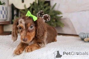 Photo №4. I will sell dachshund in the city of Berlin. private announcement, from the shelter - price - 568$
