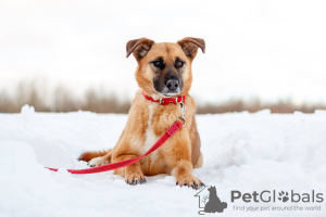 Photo №2 to announcement № 78102 for the sale of non-pedigree dogs - buy in Russian Federation from the shelter