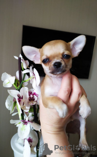 Photo №4. I will sell chihuahua in the city of New York. private announcement - price - 400$