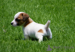 Photo №4. I will sell jack russell terrier in the city of Degerby. private announcement - price - 423$