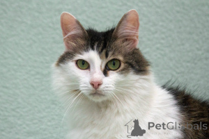 Photo №2 to announcement № 168744 for the sale of  - buy in Russian Federation from the shelter