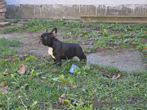Photo №3. French bulldog puppies. Serbia