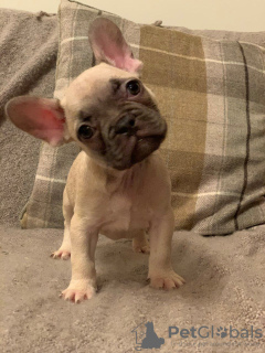 Photo №1. french bulldog - for sale in the city of Munich | 449$ | Announcement № 99948