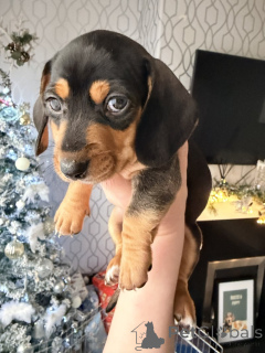 Photo №4. I will sell non-pedigree dogs in the city of ADELAIDE. private announcement - price - 900$