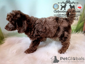Photo №4. I will sell poodle (royal) in the city of Wałbrzych. breeder - price - 2113$