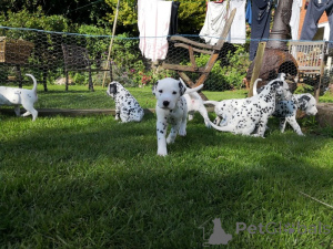 Photo №3. Dalmatian Puppies. Sweden