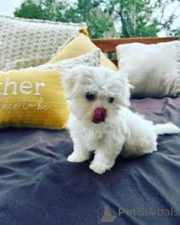 Photo №4. I will sell maltese dog in the city of Vienna. private announcement, breeder - price - 723$
