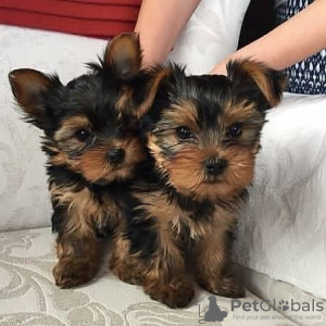 Photo №1. yorkshire terrier - for sale in the city of Афины | negotiated | Announcement № 109863