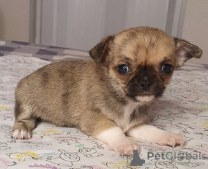 Photo №2 to announcement № 10134 for the sale of chihuahua - buy in Russian Federation from nursery, breeder