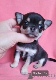 Photo №2 to announcement № 135398 for the sale of chihuahua - buy in Russian Federation private announcement