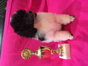 Photo №2 to announcement № 4246 for the sale of poodle (toy) - buy in Russian Federation breeder