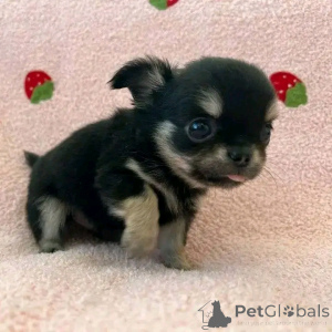 Photo №4. I will sell chihuahua in the city of Флорида Сити. private announcement, breeder - price - 1000$