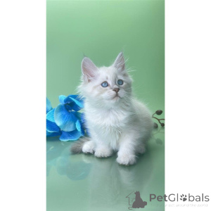 Photo №1. siberian cat - for sale in the city of Westerstede | 361$ | Announcement № 174414