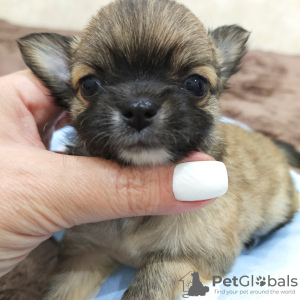 Photo №1. chihuahua - for sale in the city of Sochi | negotiated | Announcement № 11192
