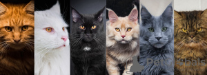 Photo №1. maine coon - for sale in the city of Brussels | Is free | Announcement № 8485