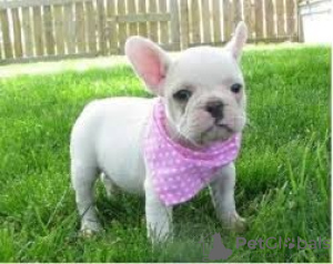 Photo №1. french bulldog - for sale in the city of Prague | Is free | Announcement № 124134