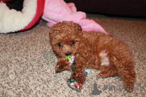 Photo №3. Prachtige Toypoedelpuppy's klaar om nu te vertrekken. Netherlands