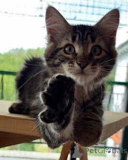 Photo №2 to announcement № 146095 for the sale of siberian cat - buy in Italy private announcement