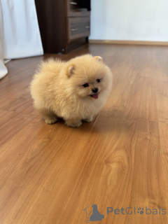 Photo №3. Boy Bear, Pooh. Russian Federation