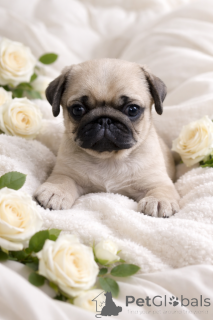 Photo №2 to announcement № 165045 for the sale of pug - buy in Ukraine from nursery, breeder