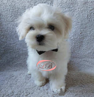 Photo №4. I will sell maltese dog in the city of Kiev. from nursery - price - 1500$