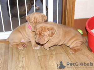 Photo №1. dogue de bordeaux - for sale in the city of Гамбург | 211$ | Announcement № 124480