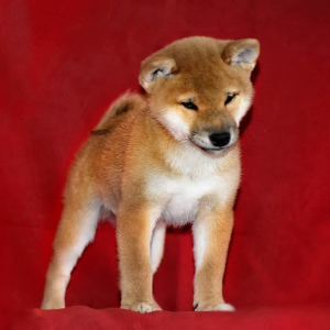 Photo №2 to announcement № 4476 for the sale of shiba inu - buy in Russian Federation private announcement